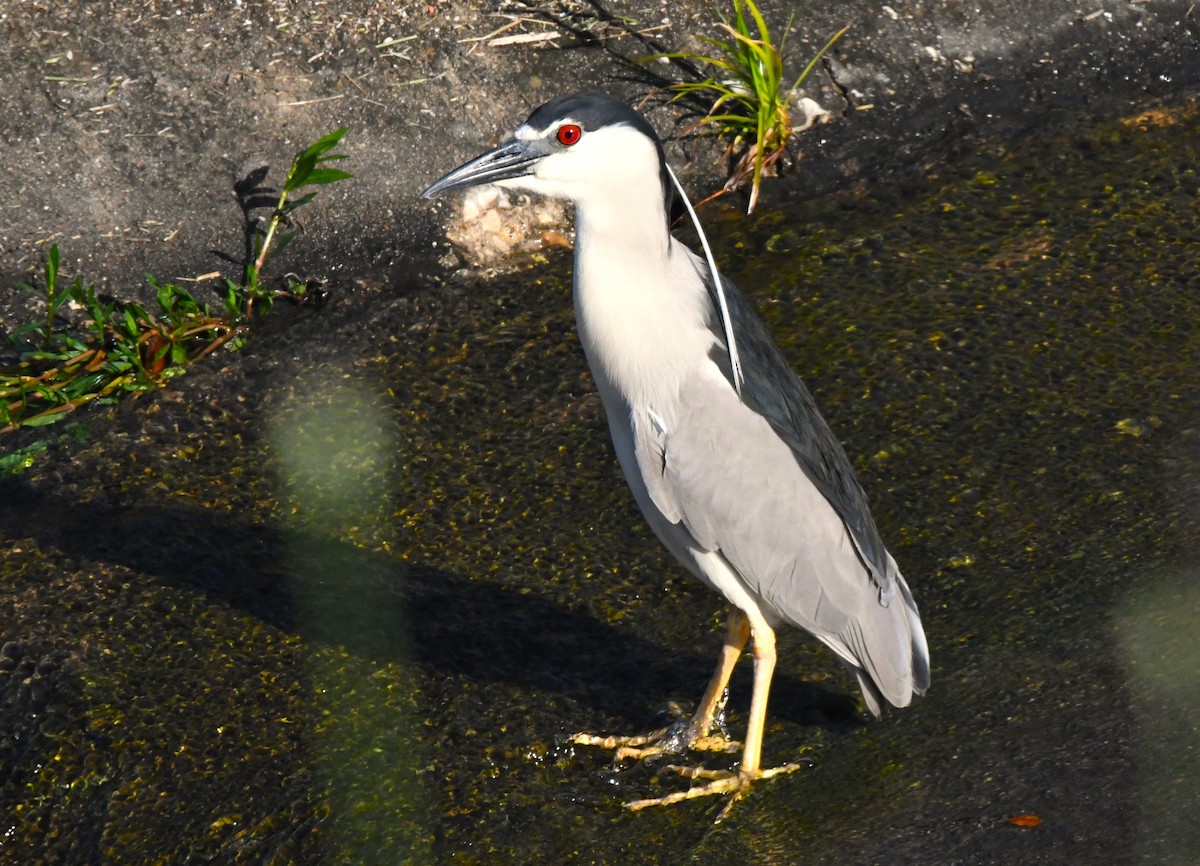 Black-crowned Night Heron - ML560732611