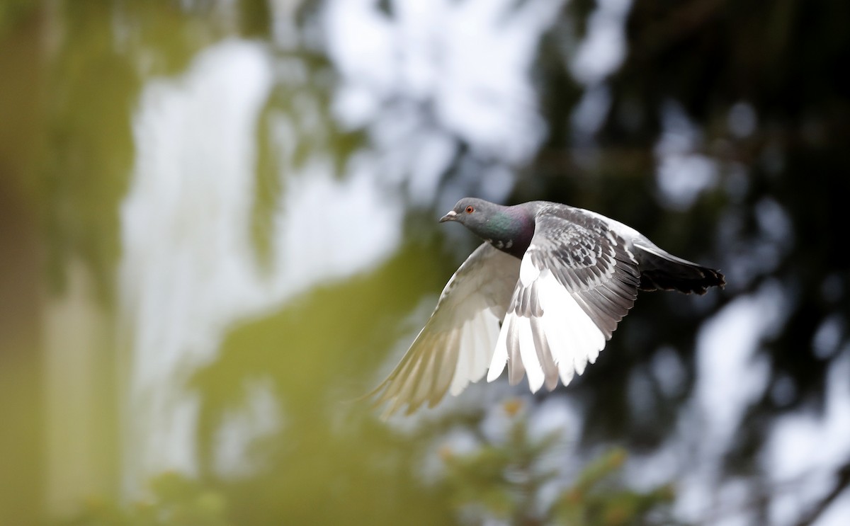 Rock Pigeon (Feral Pigeon) - ML56073281