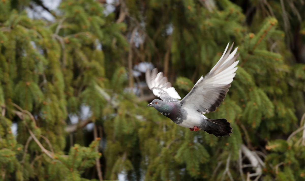 Rock Pigeon (Feral Pigeon) - ML56073301