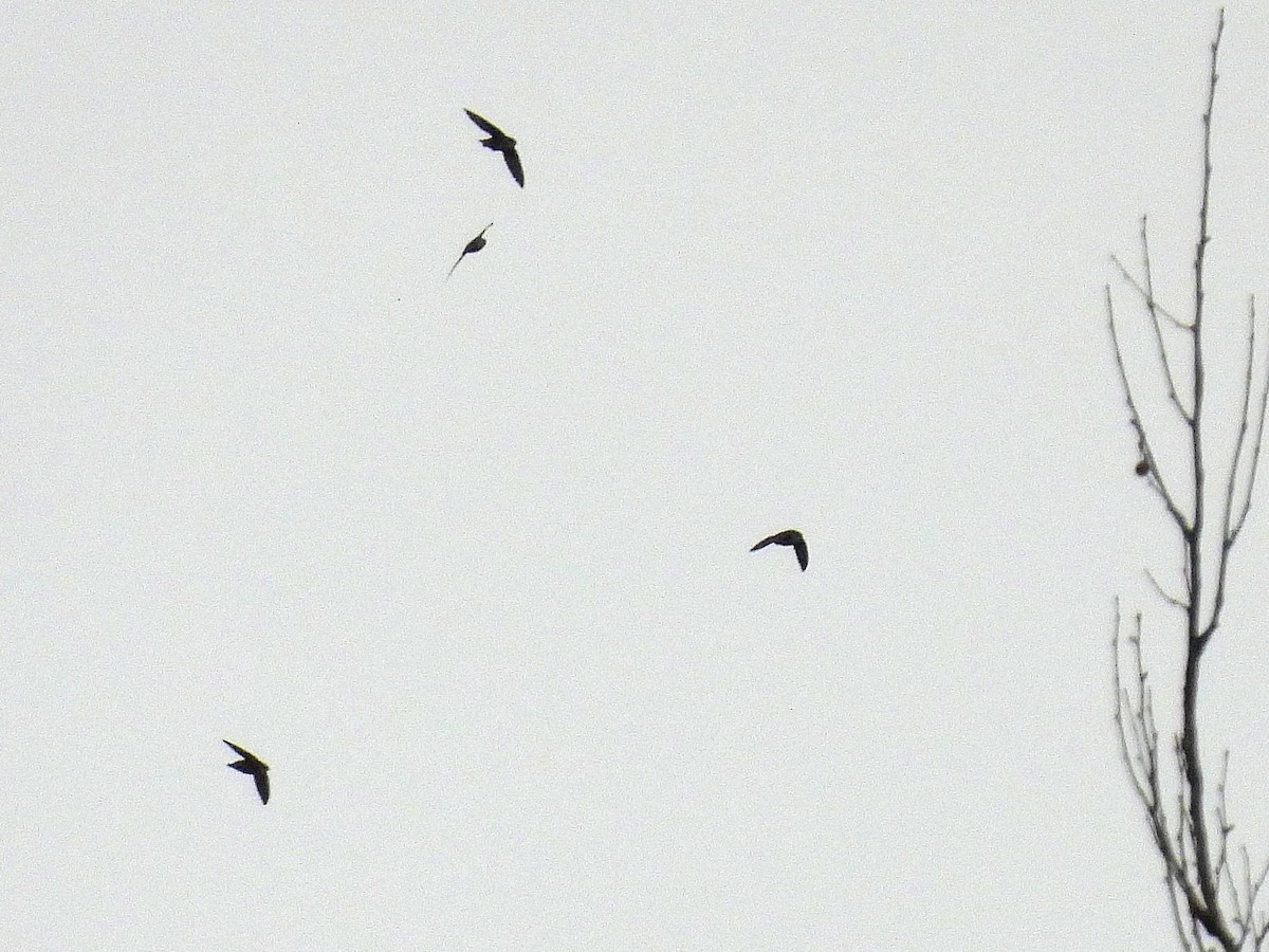 Chimney Swift - ML560733661