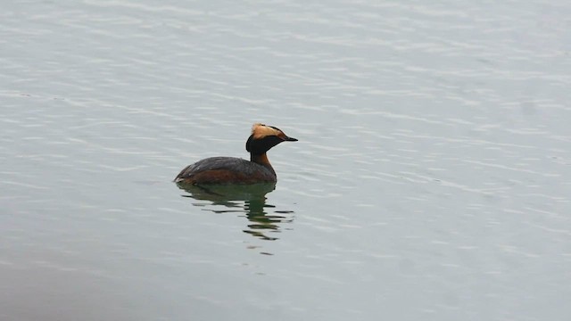 Horned Grebe - ML560733671