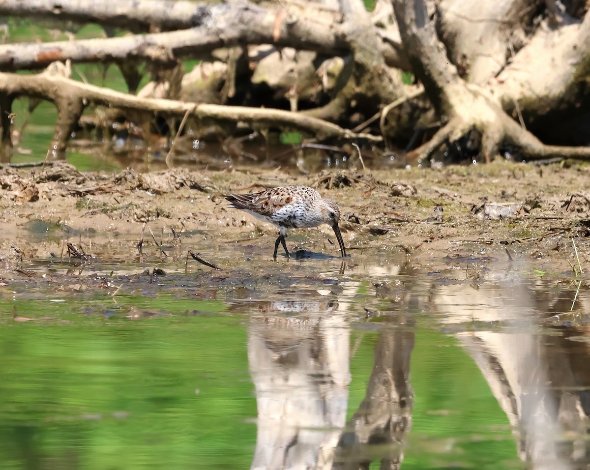 Dunlin - ML560733961