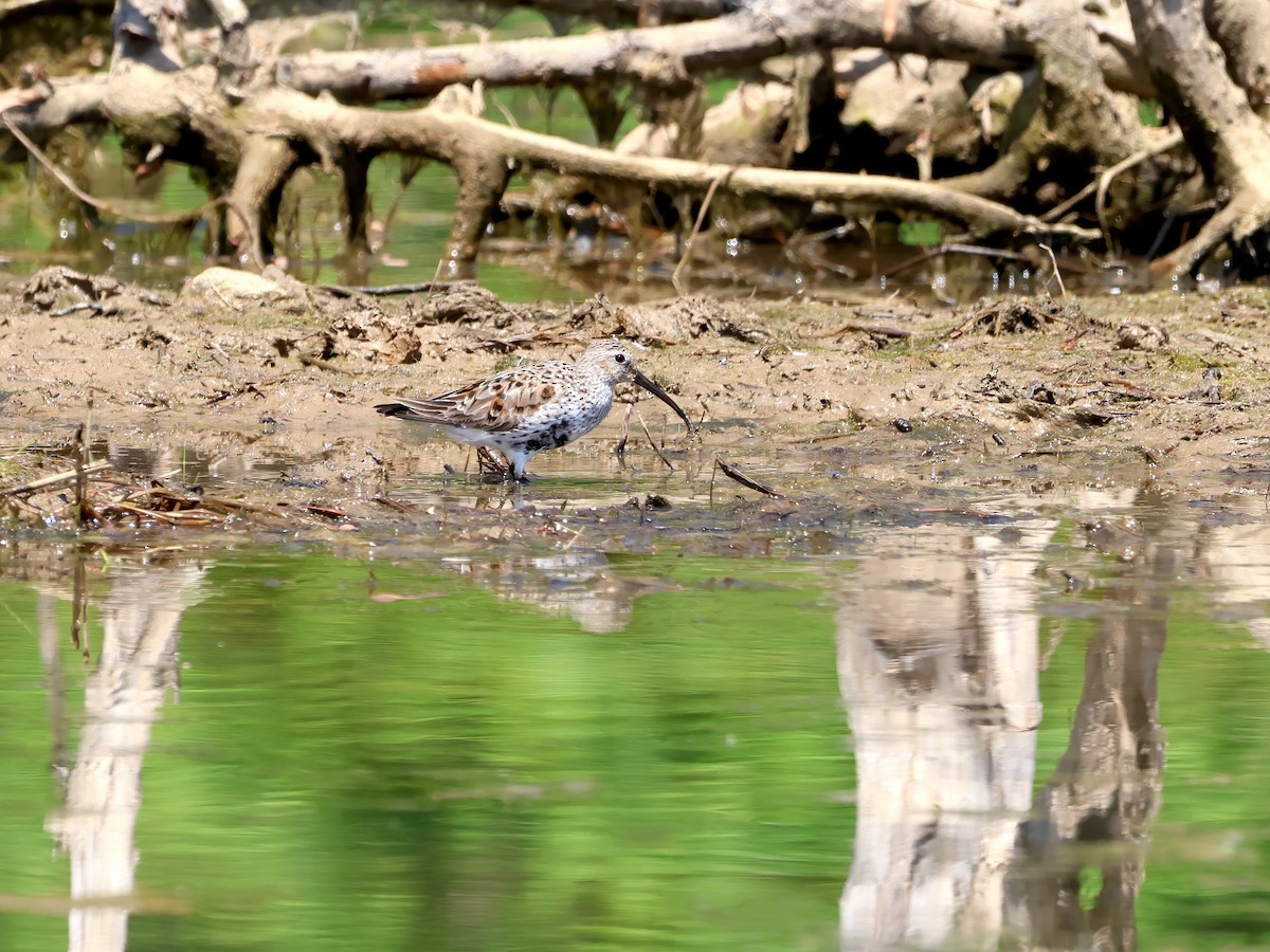 Dunlin - ML560733981