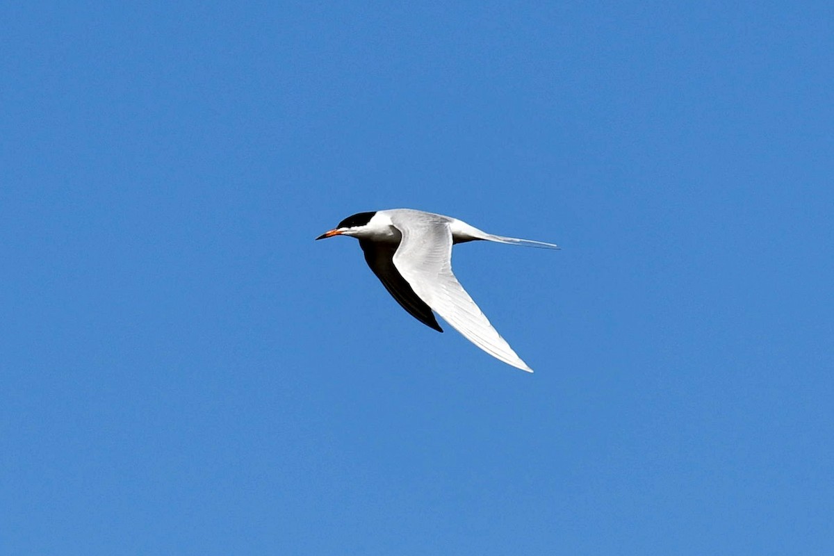 Forster's Tern - ML560734671