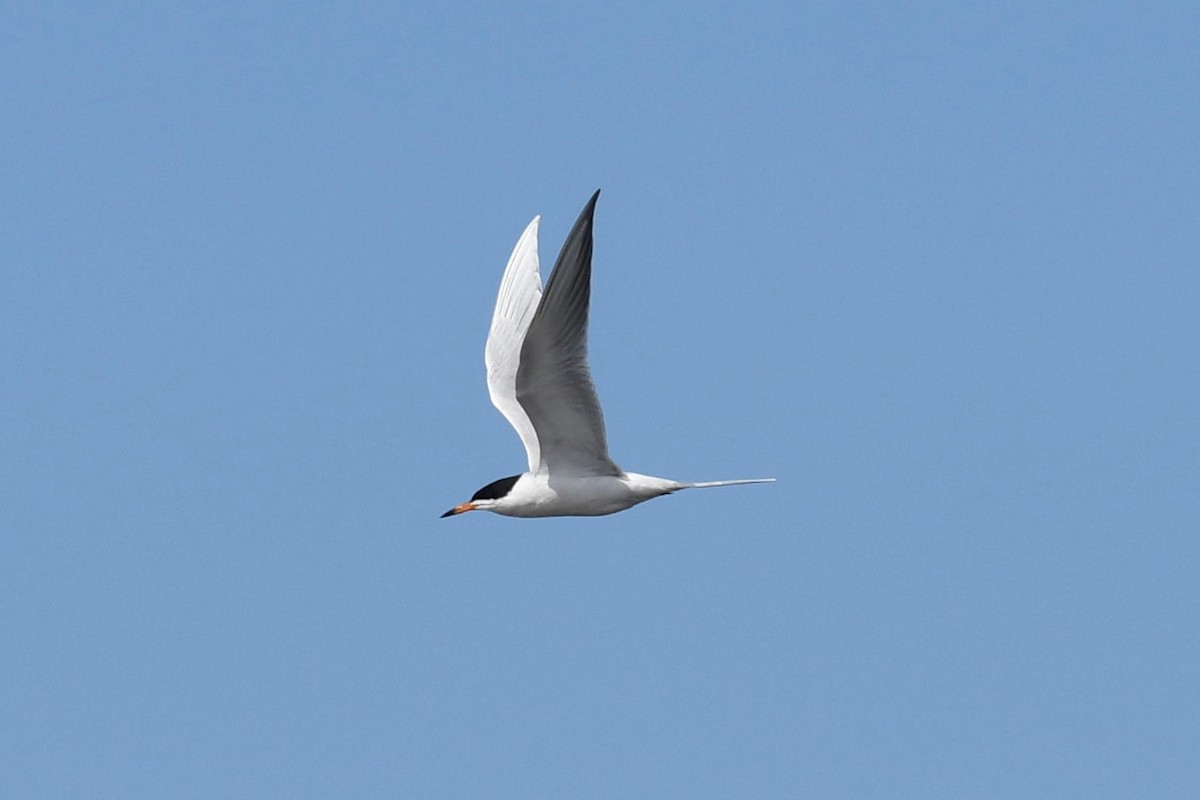 Forster's Tern - ML560734681