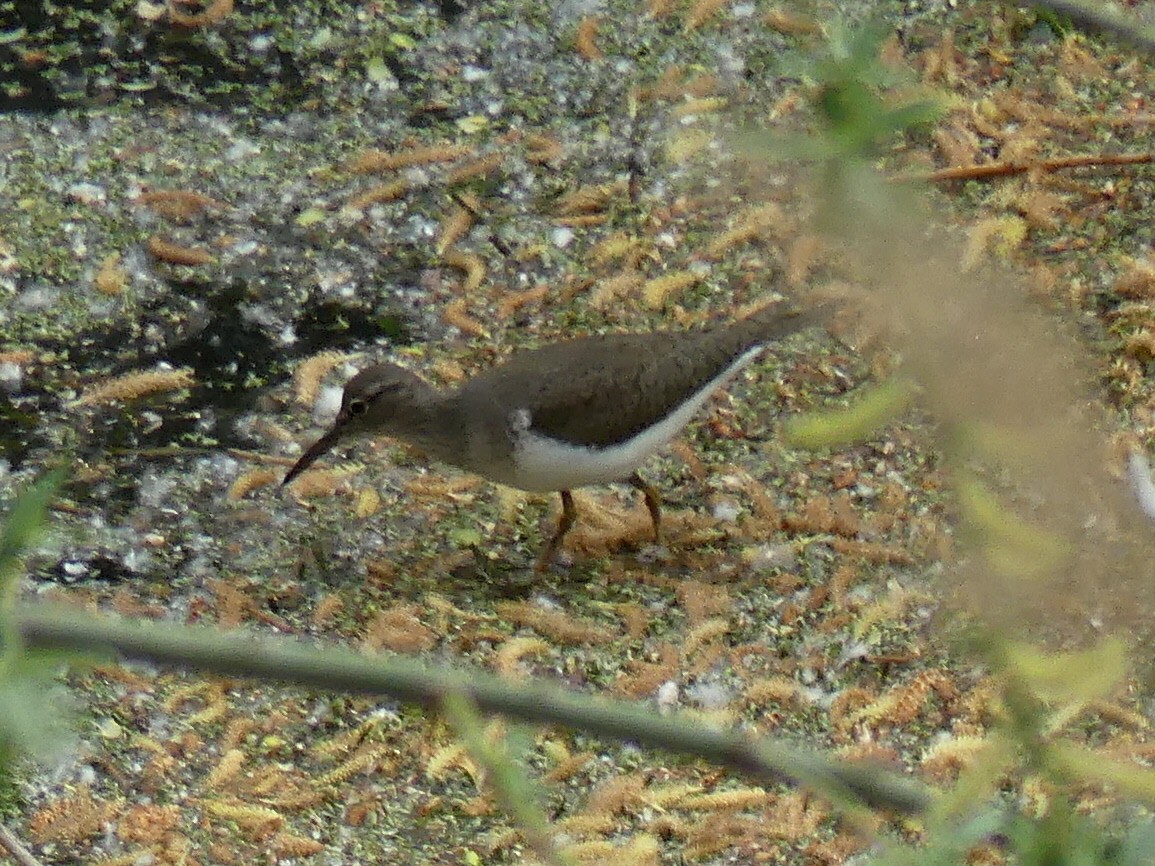 Common Sandpiper - ML560735701