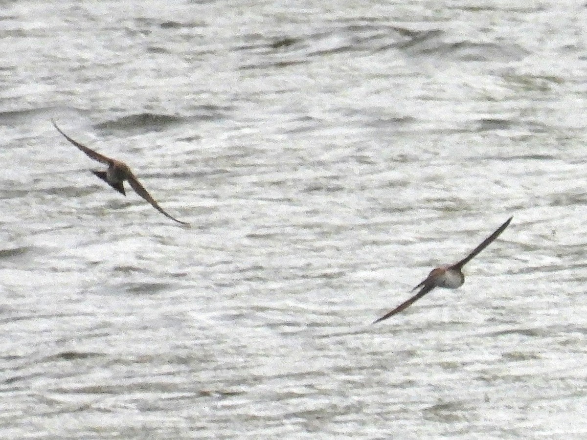 Northern Rough-winged Swallow - ML560736291