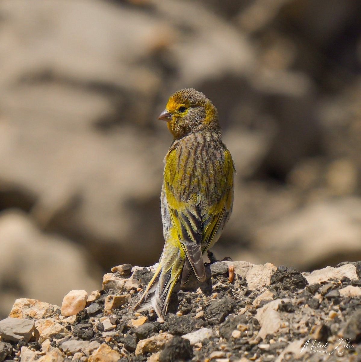 Syrian Serin - ML560736591