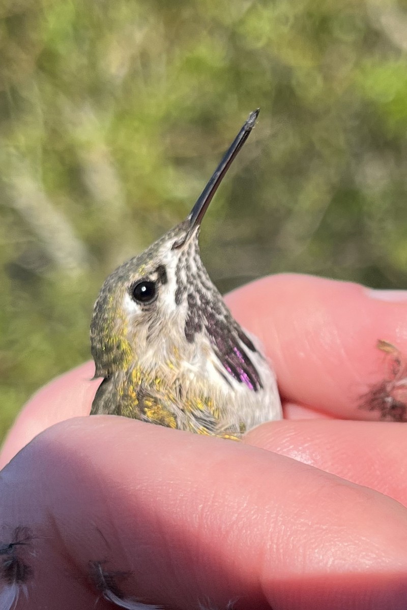 Calliope Hummingbird - ML560736871