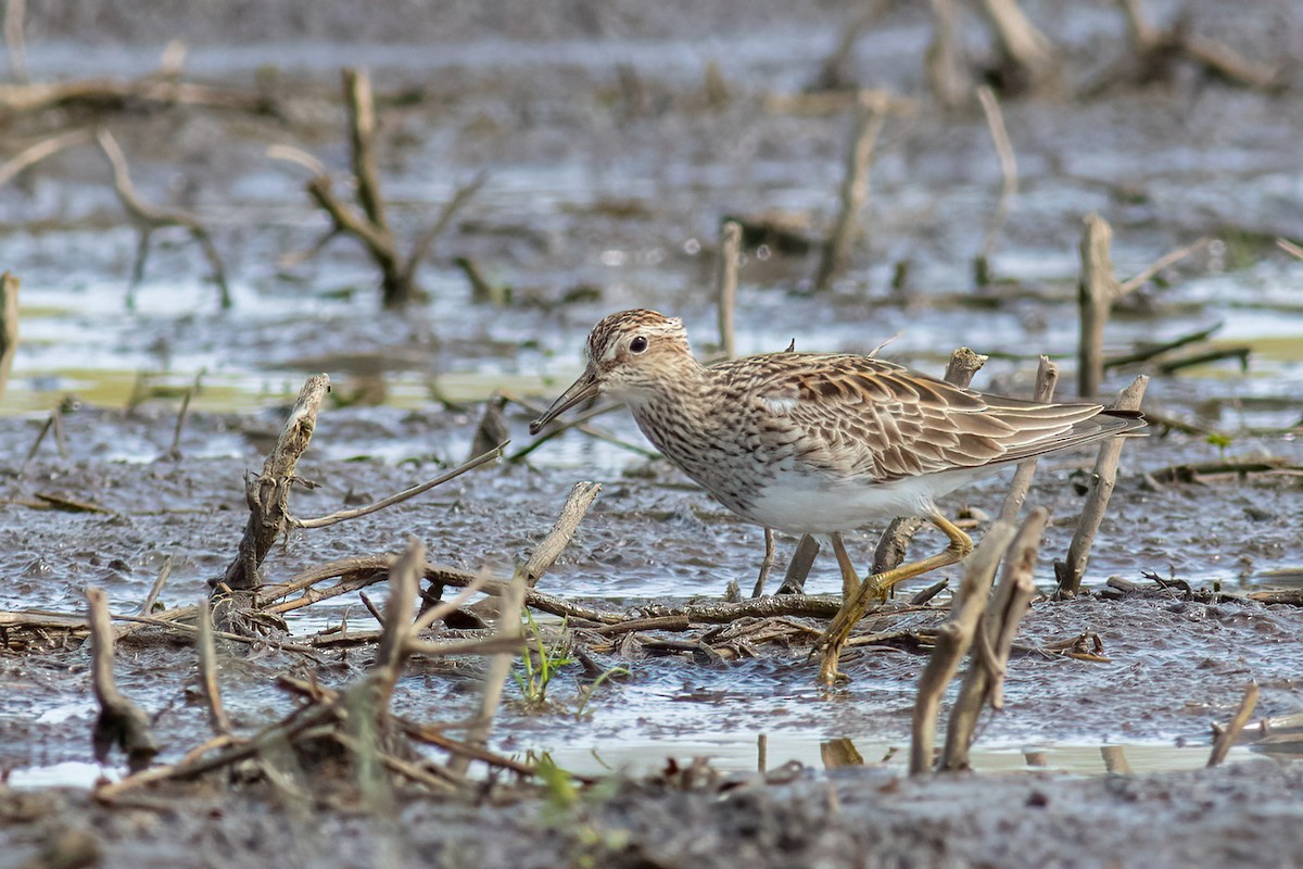 Pectoral Sandpiper - Craig Kingma