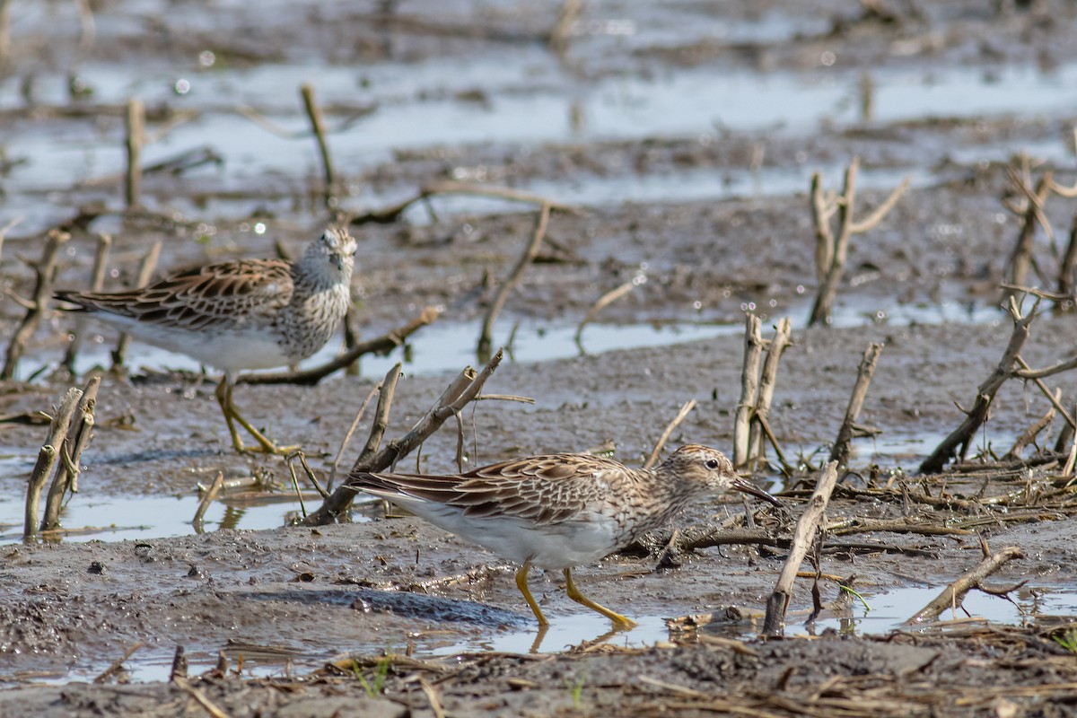 Pectoral Sandpiper - Craig Kingma