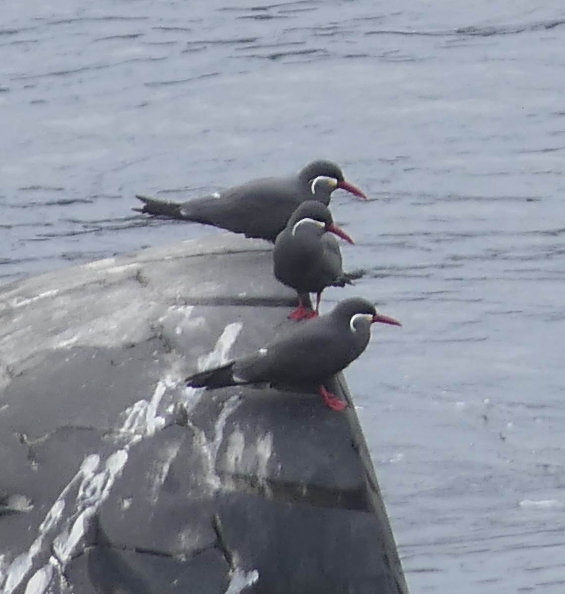 Inca Tern - ML560738181