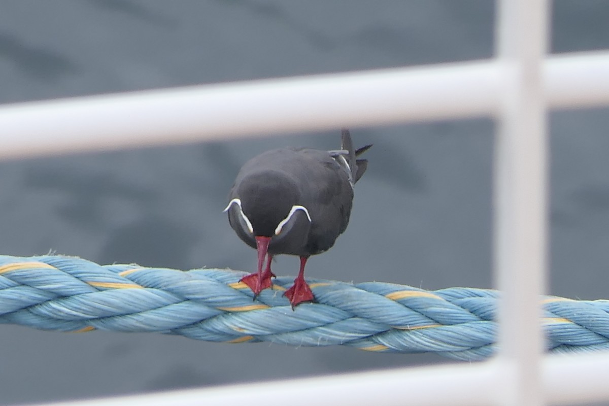 Inca Tern - ML560738191