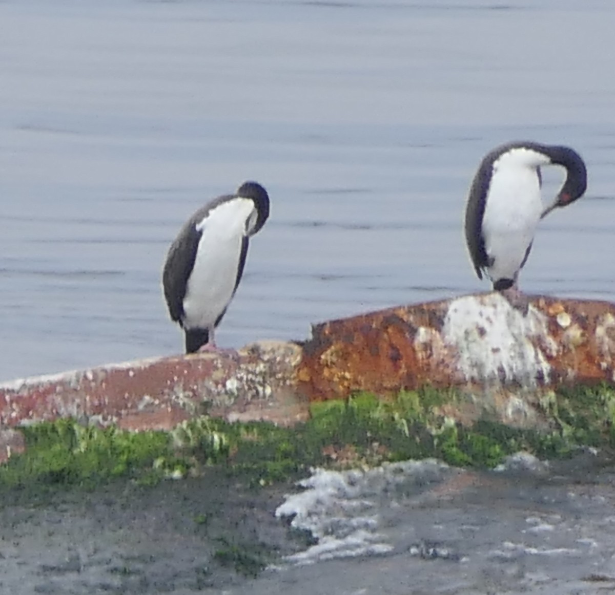 グアナイムナジロヒメウ - ML560738251