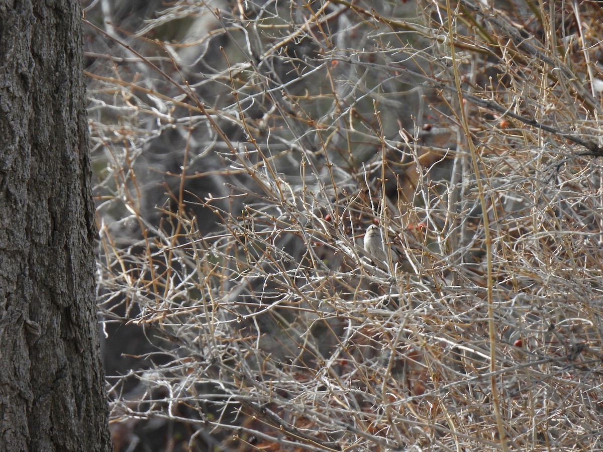 Bushtit - Heidi Adamson