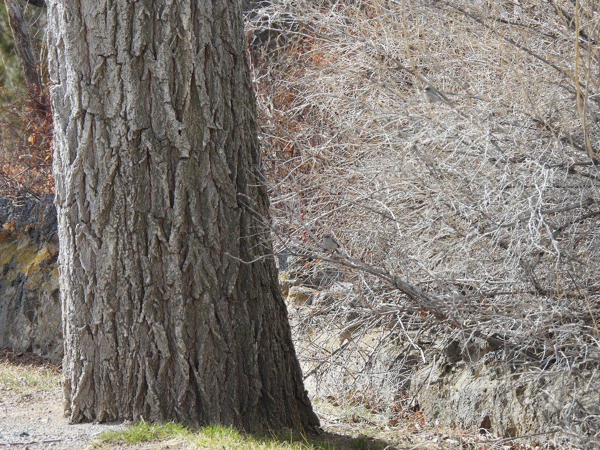 Bushtit - ML560740221