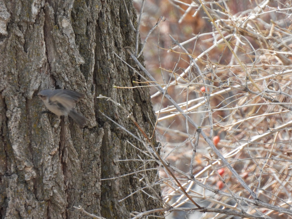 Bushtit - ML560740271