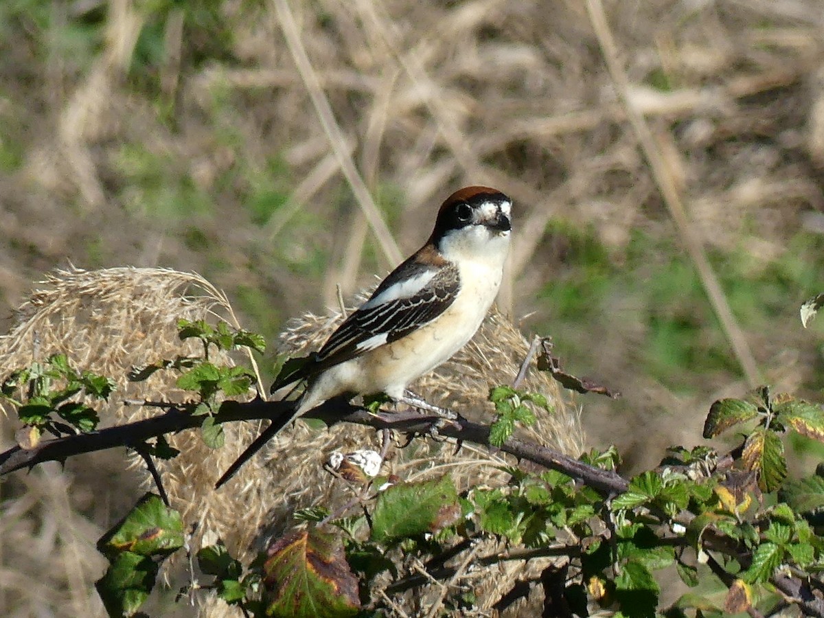 Woodchat Shrike - ML560741221