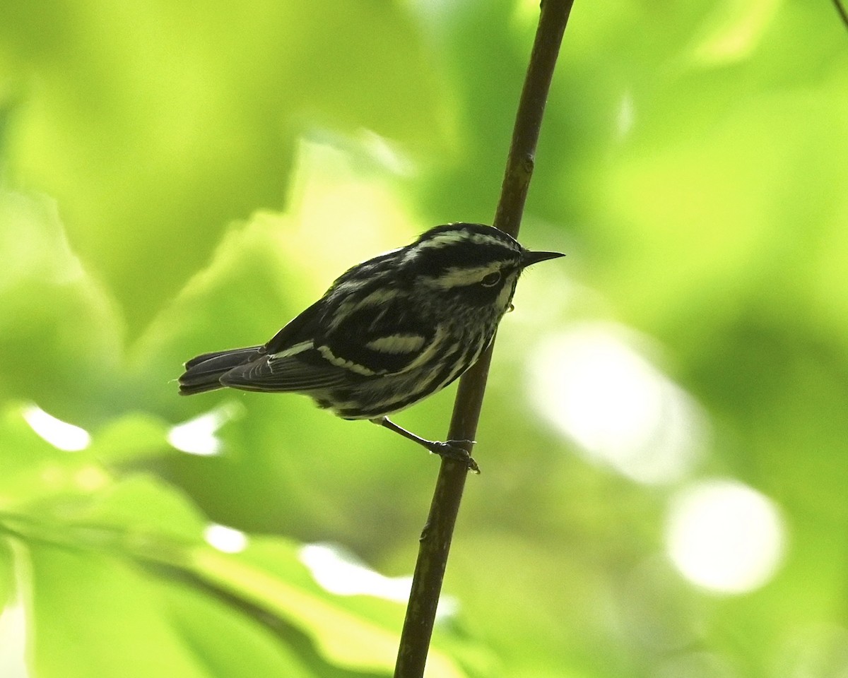 Black-and-white Warbler - ML560741661