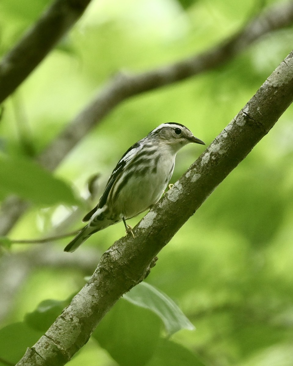 Black-and-white Warbler - ML560741671