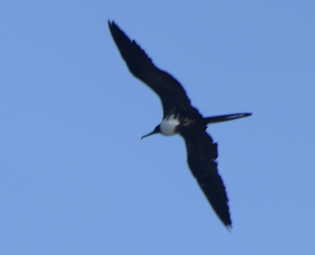 Magnificent Frigatebird - ML560741771