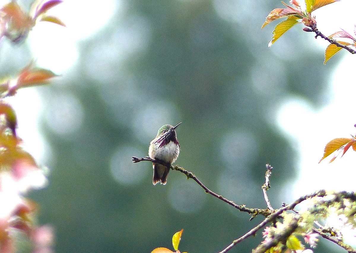 Calliope Hummingbird - ML560743201