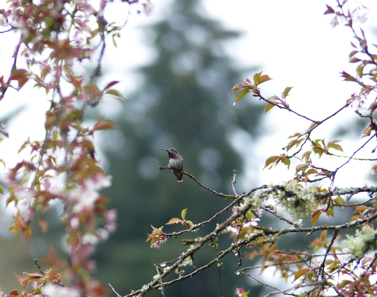 Calliope Hummingbird - ML560743221