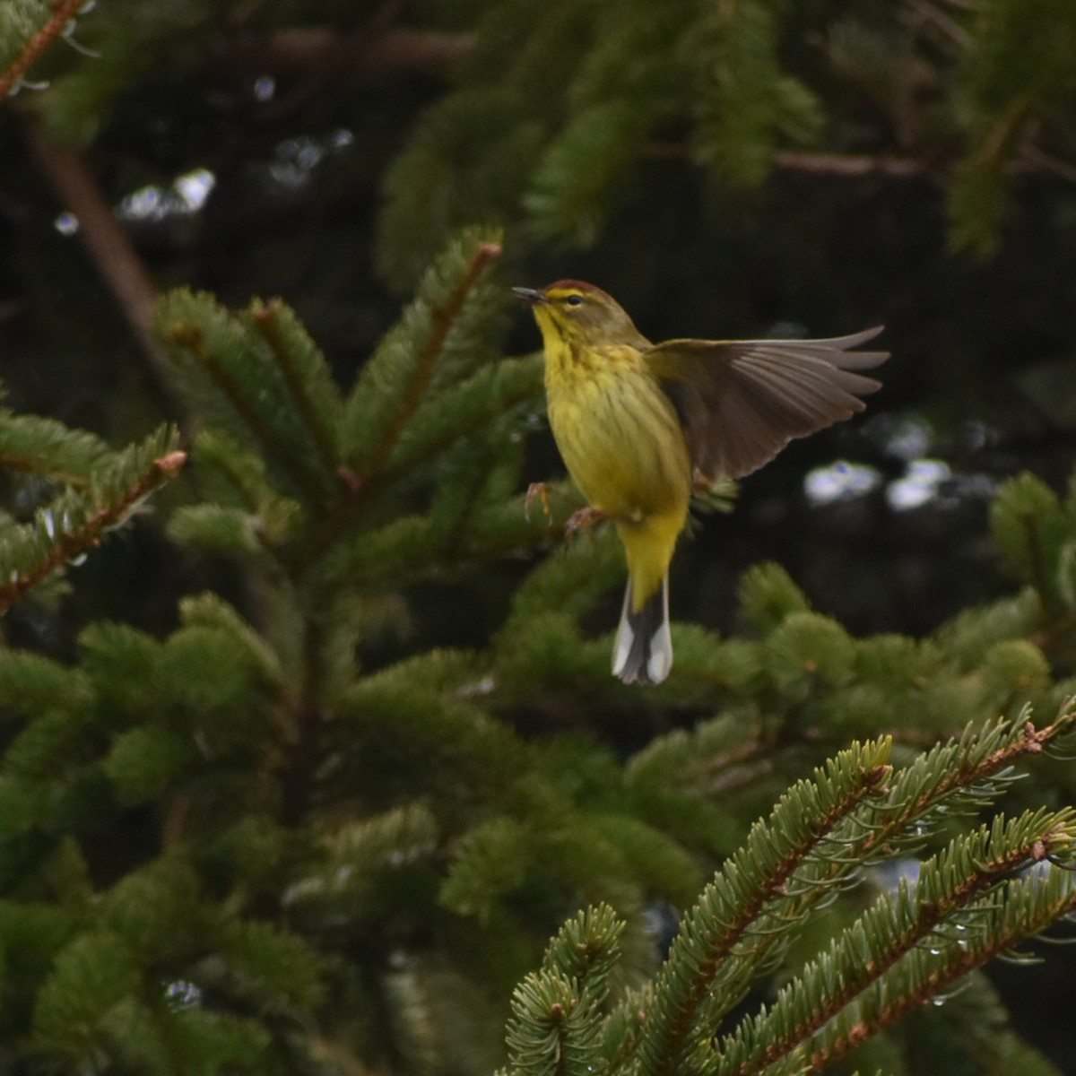 Palm Warbler - ML56074401