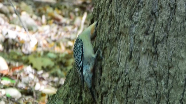 Red-bellied Woodpecker - ML560745731