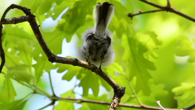 Blue-gray Gnatcatcher - ML560745981