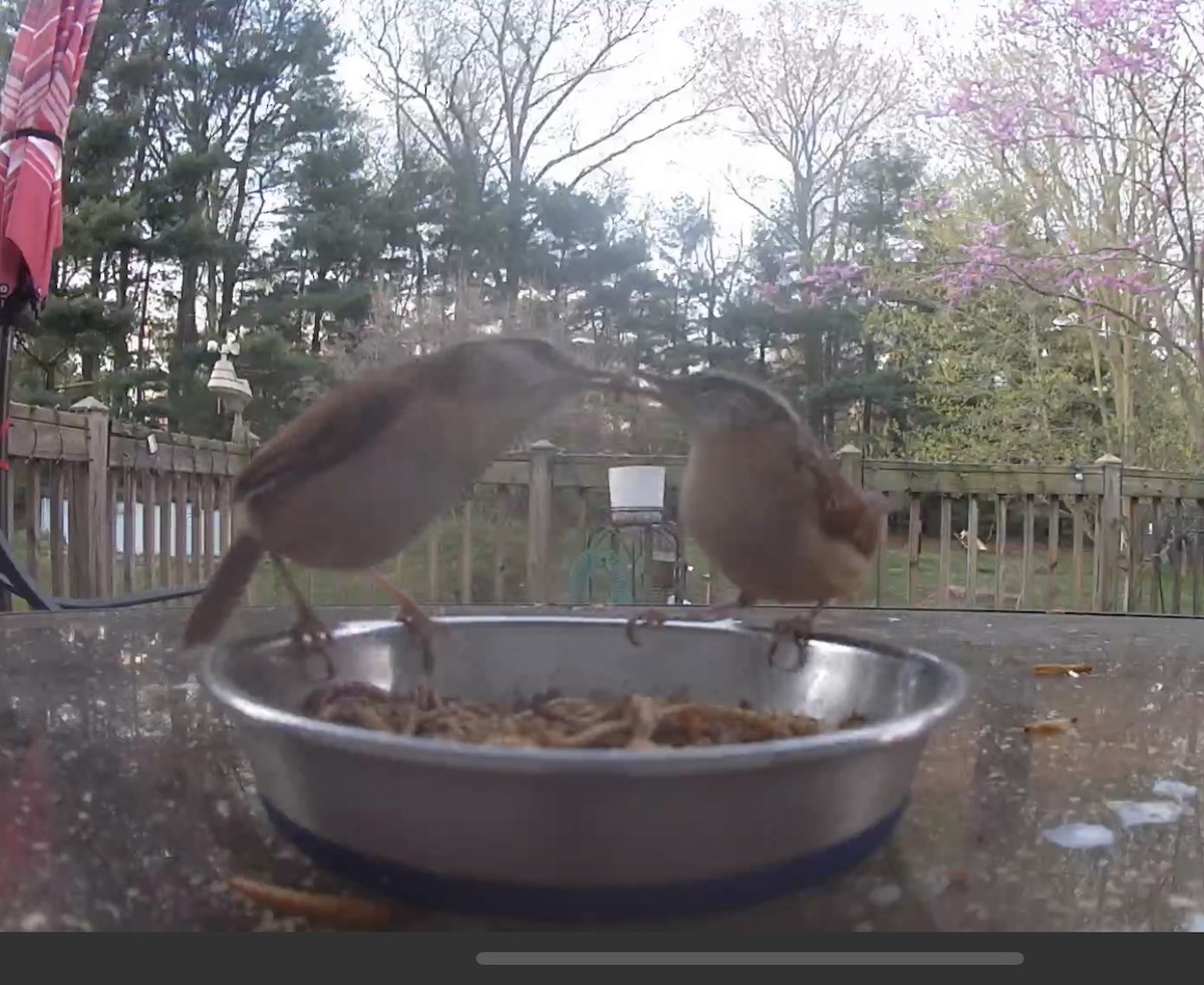 Carolina Wren - ML560748251