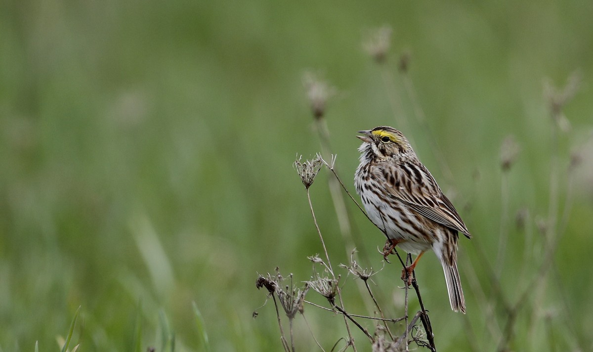 Savannah Sparrow (Savannah) - ML56074911