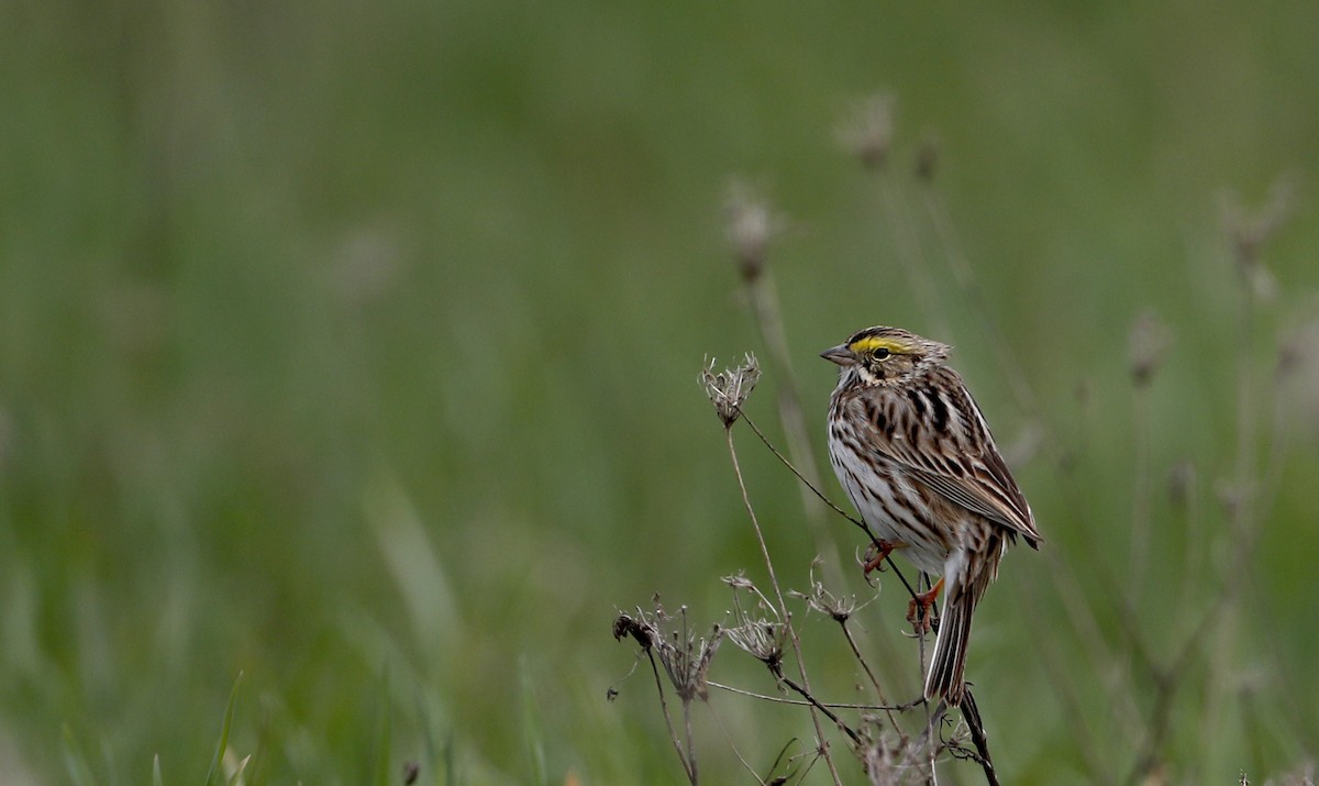 Savannah Sparrow (Savannah) - ML56074951