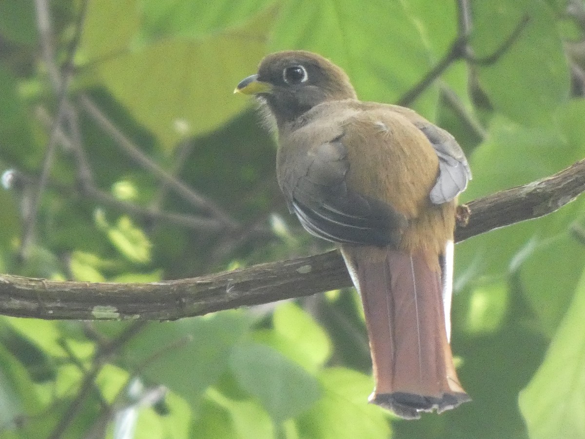 Collared Trogon - ML560749591