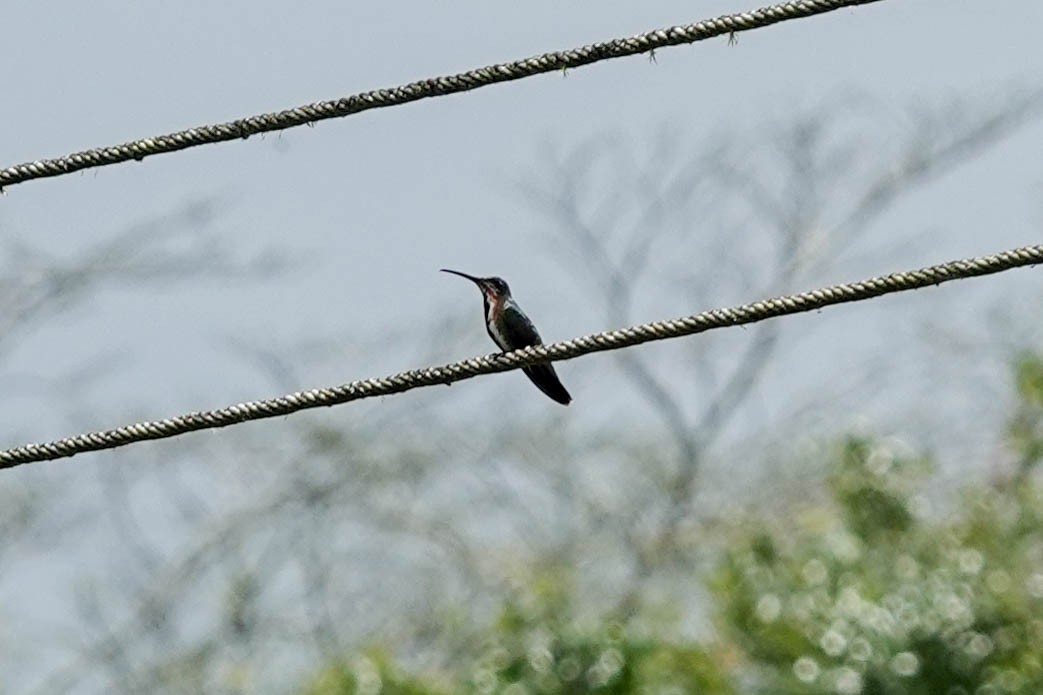 Green-breasted Mango - ML560749661