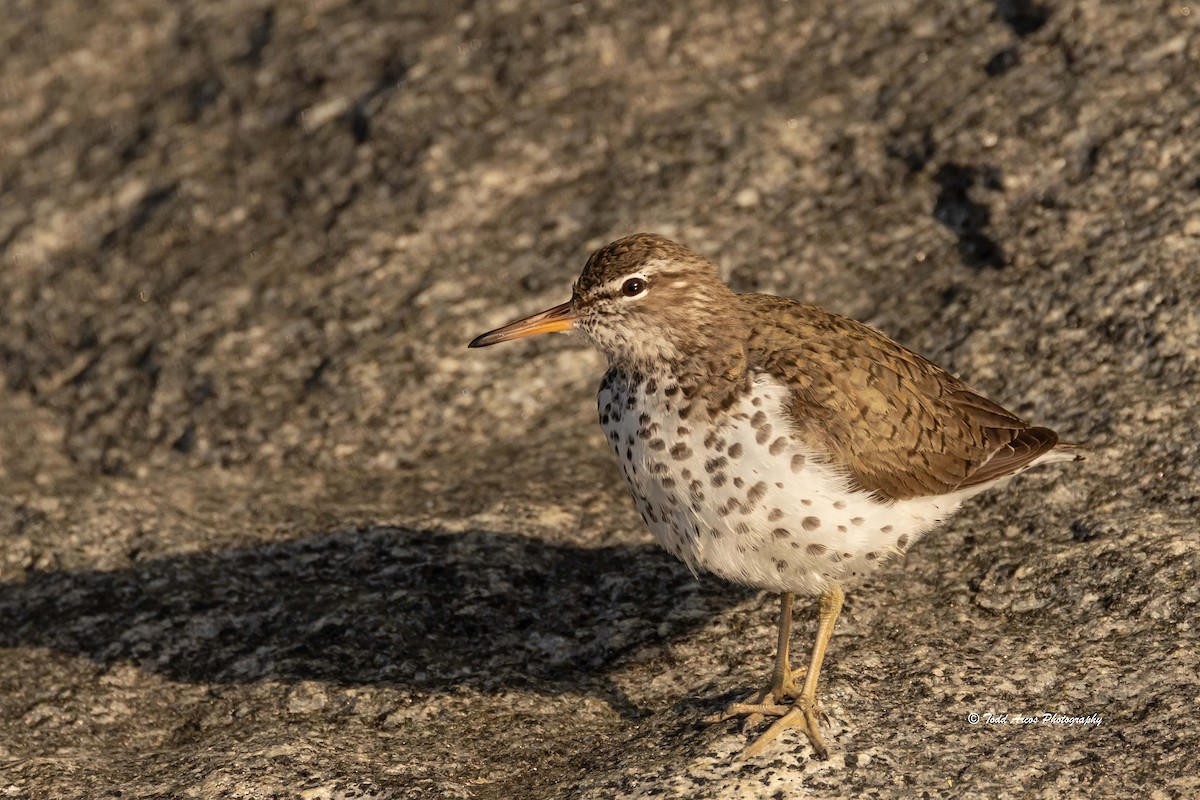 Spotted Sandpiper - ML560749811