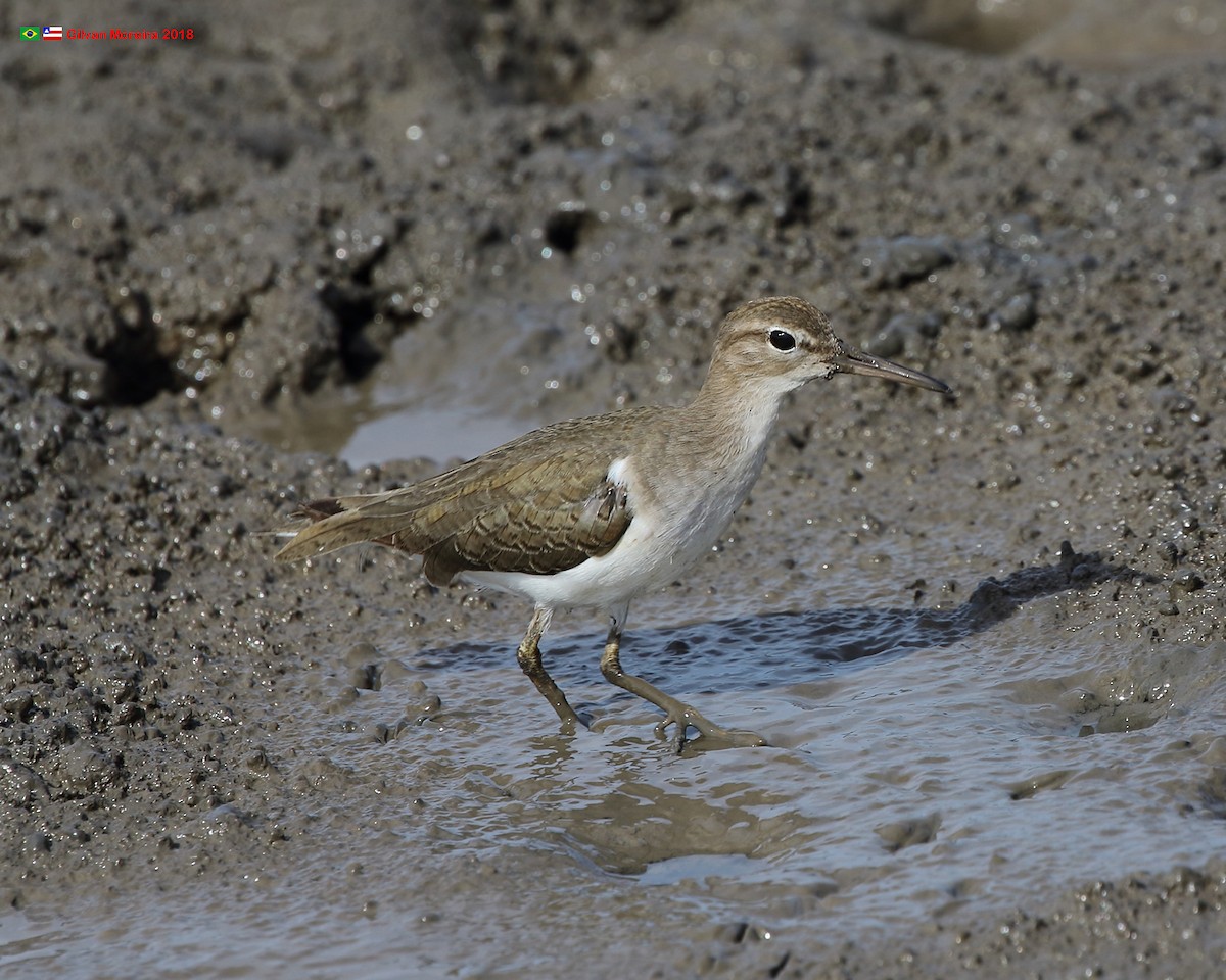 Spotted Sandpiper - ML560750011