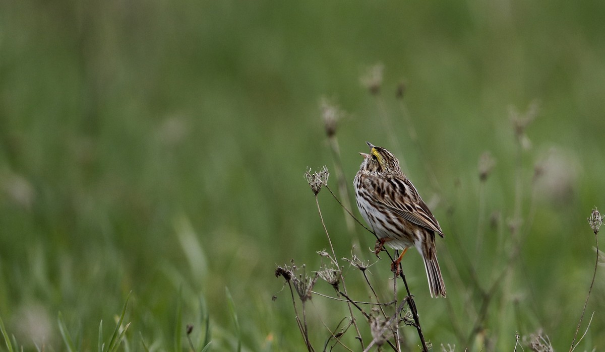 Savannah Sparrow (Savannah) - ML56075081