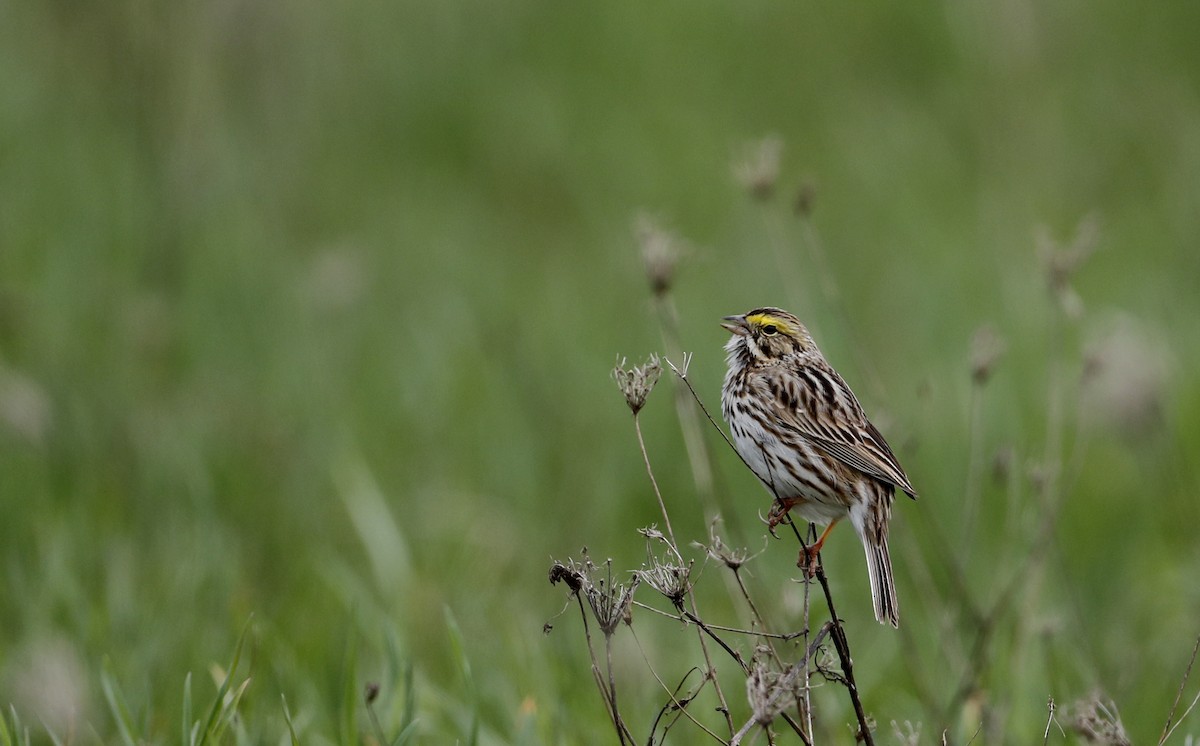 Savannah Sparrow (Savannah) - ML56075091