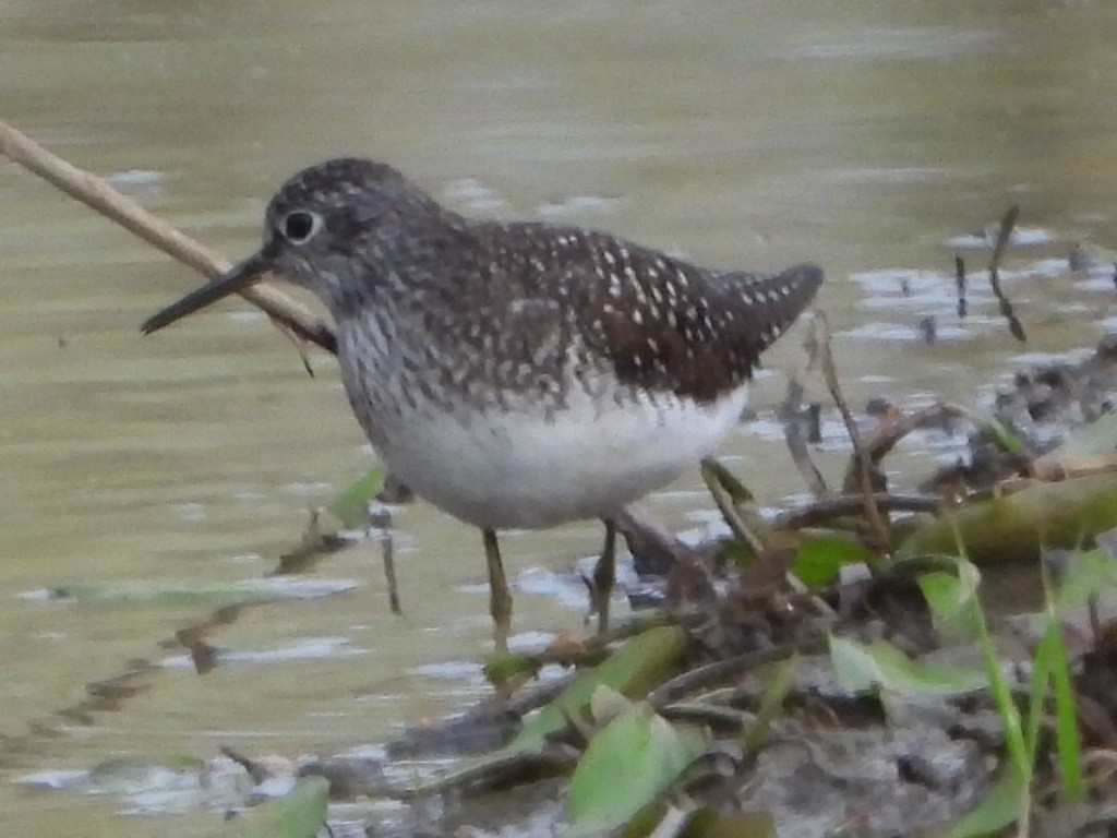 Solitary Sandpiper - ML560751181