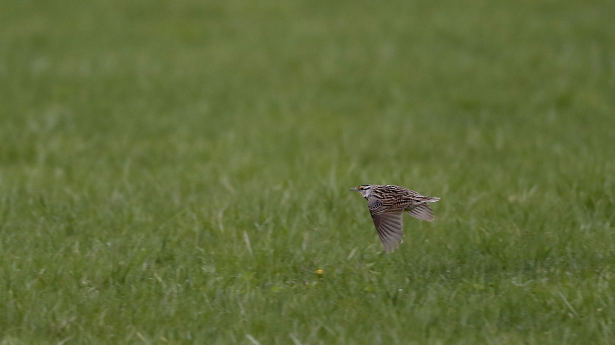 Eastern Meadowlark (Eastern) - ML56075151