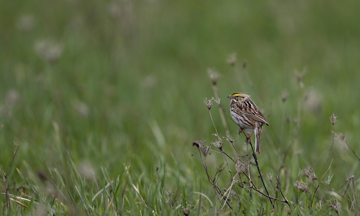 Savannah Sparrow (Savannah) - Jay McGowan