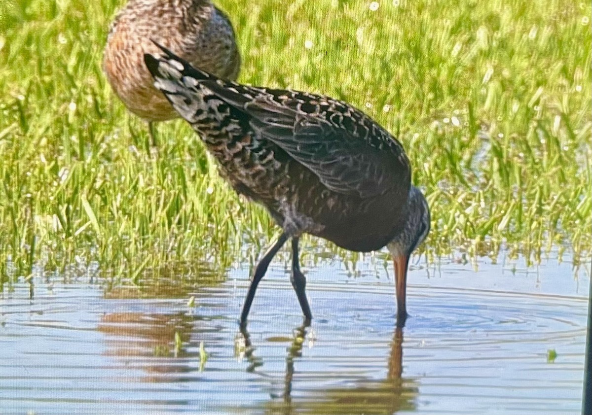 Hudsonian Godwit - ML560752741