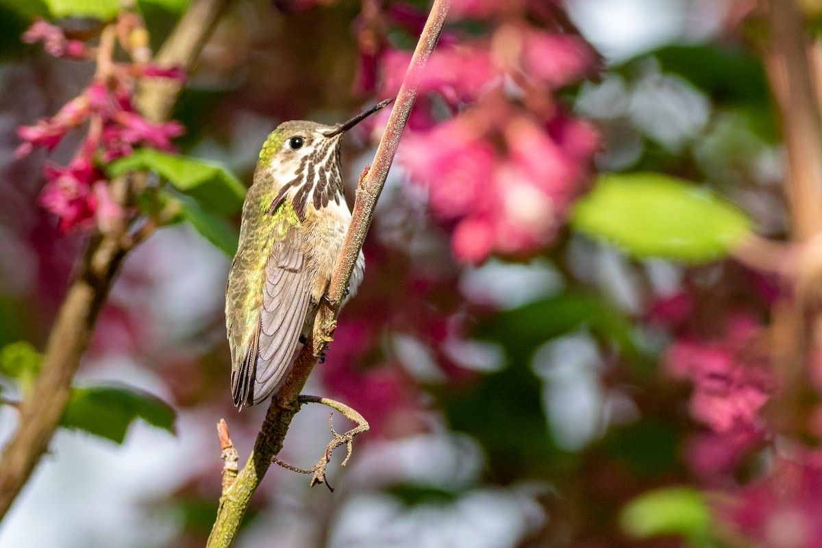 Calliope Hummingbird - ML560752761