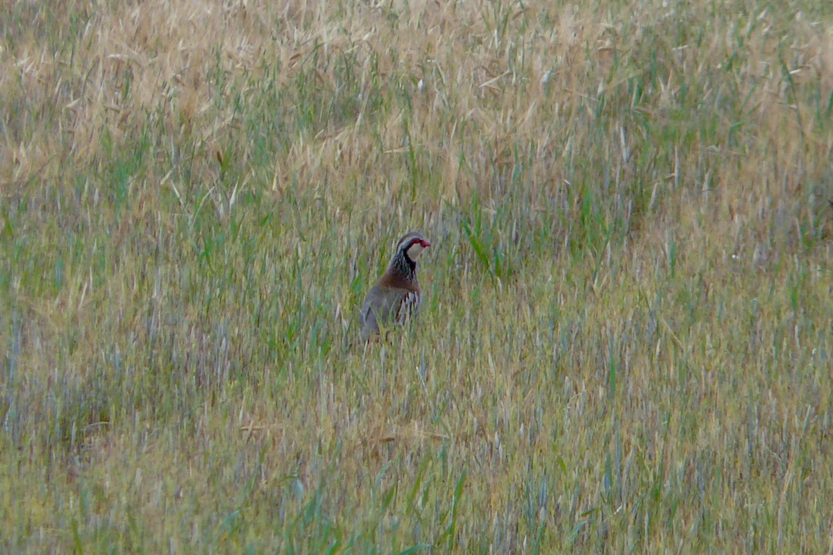 Red-legged Partridge - ML560754561