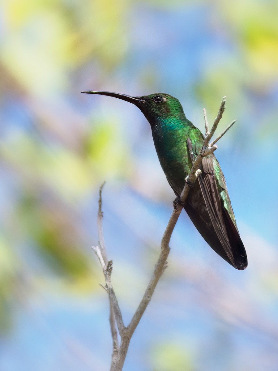 Green-breasted Mango - ML560754841
