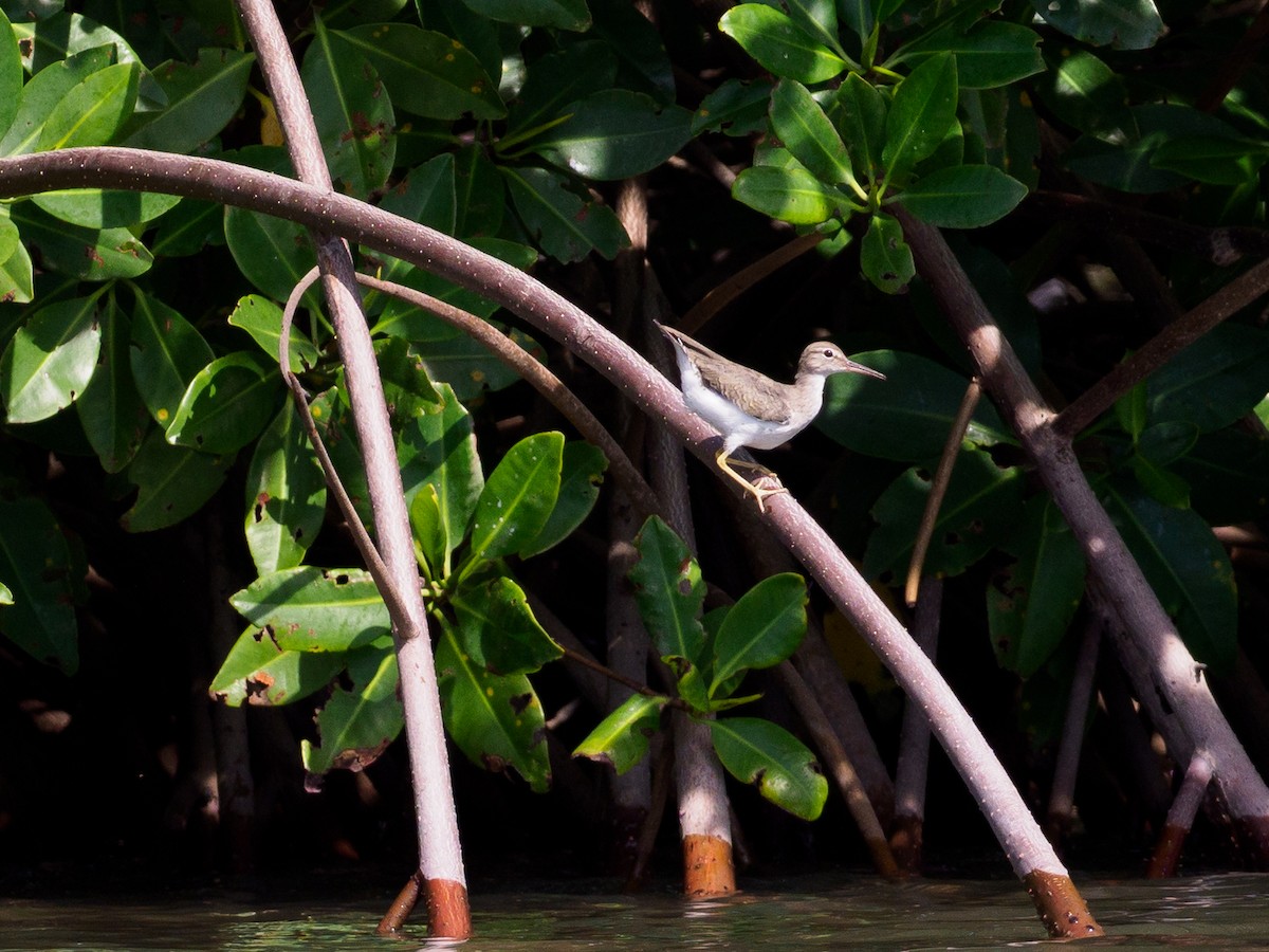 Spotted Sandpiper - ML560754951