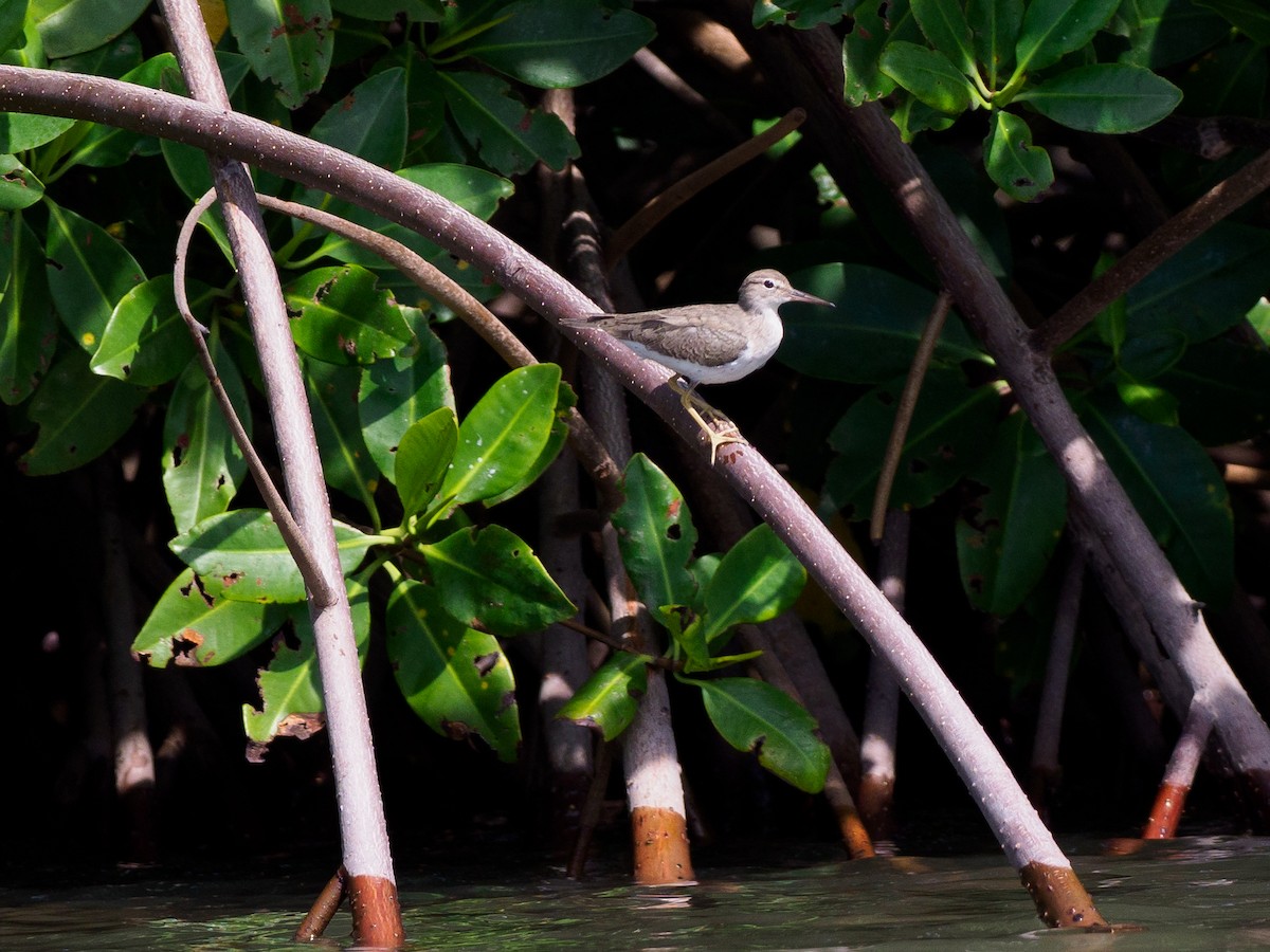 Spotted Sandpiper - ML560754961