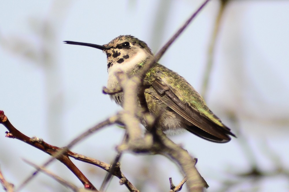 ørkenkolibri - ML56075511