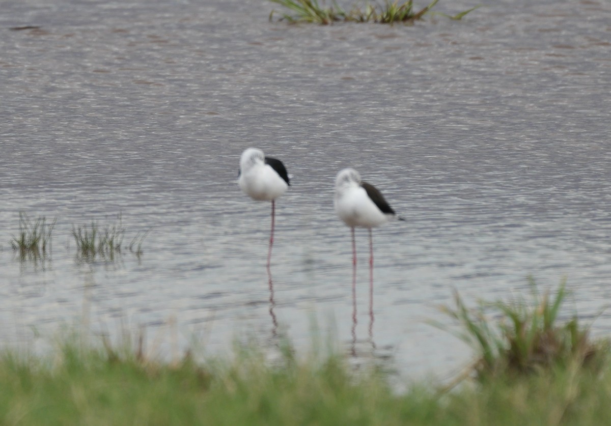 Échasse blanche - ML560757641